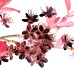 Calendrier maya ancestral | 1 Kame – 1 Mort