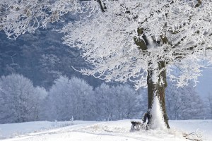 Lire la suite à propos de l’article La médecine Québécoise